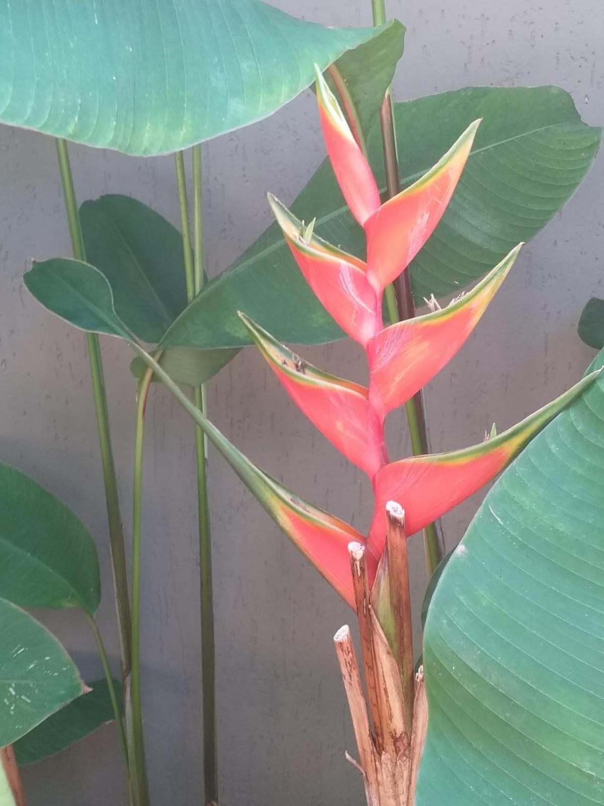 Chale Tulipa - Centro Praia Da Pipa Praia de Pipa المظهر الخارجي الصورة